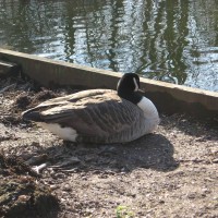 Canada Goose